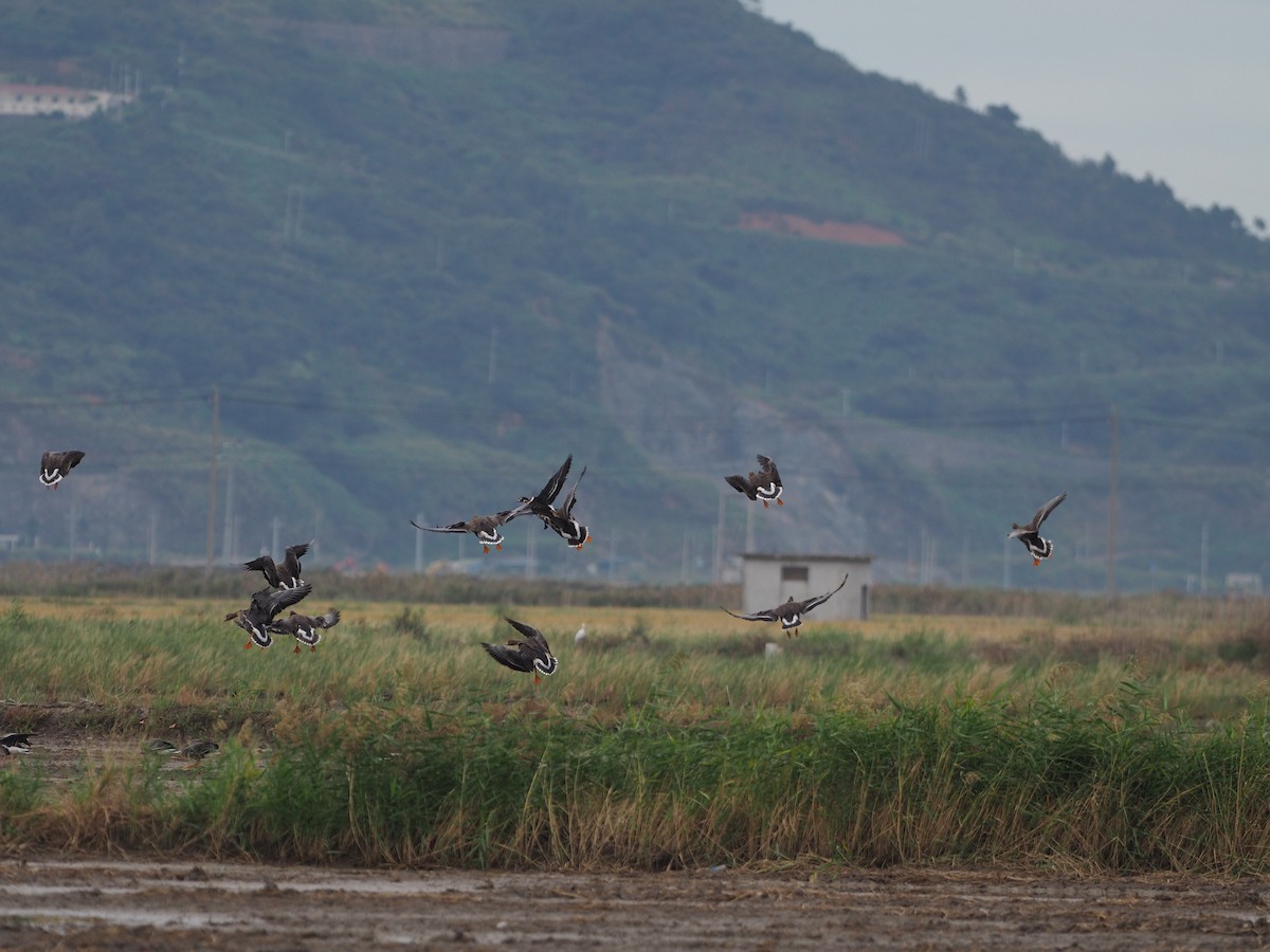 Red-breasted Goose - ML610381157