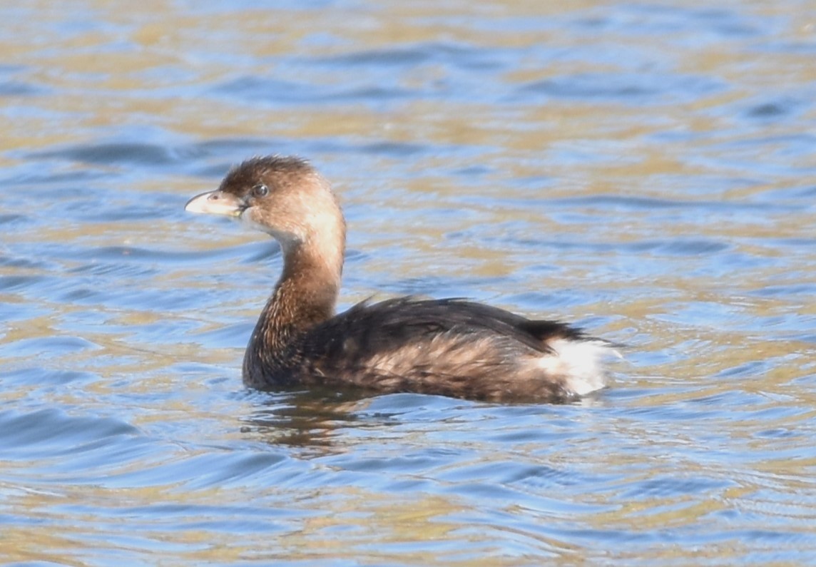 Pied-billed Grebe - ML610381182