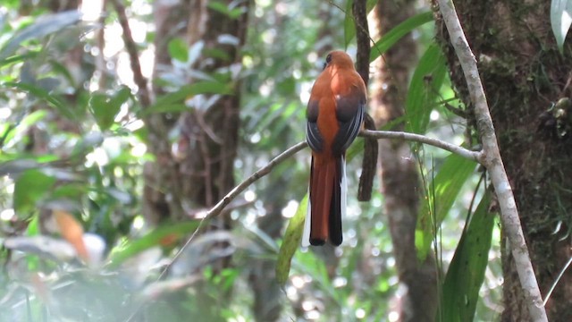 Whitehead's Trogon - ML610381187