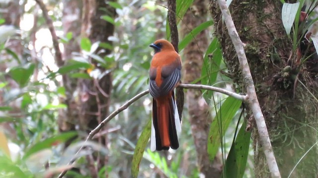 Trogon de Whitehead - ML610381189