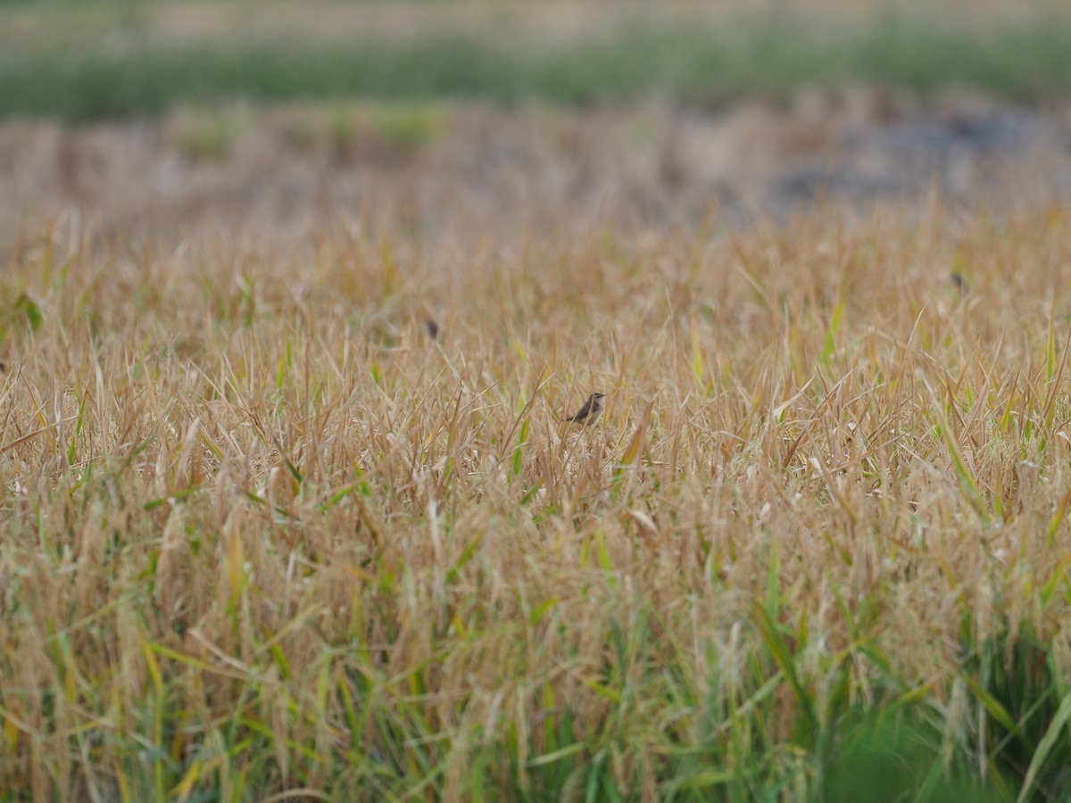 Black-browed Reed Warbler - Smalltown Huang