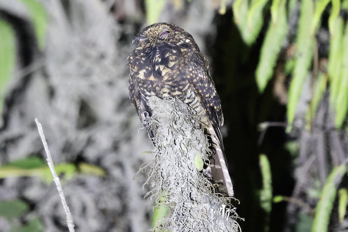 Swallow-tailed Nightjar - Juan martinez