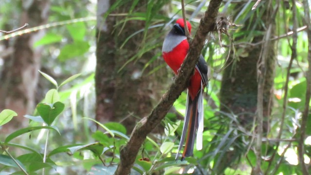 trogon šedoprsý - ML610381352