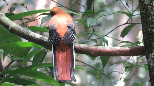 Whitehead's Trogon - ML610381357