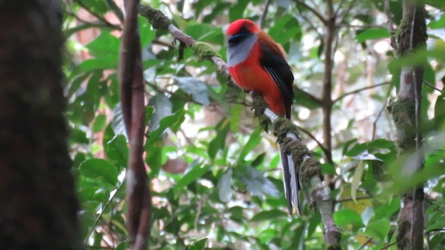 Trogón de Borneo - ML610381383