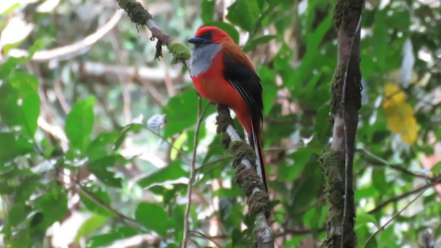 trogon šedoprsý - ML610381386