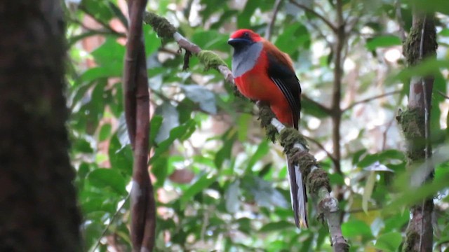 Whitehead's Trogon - ML610381389