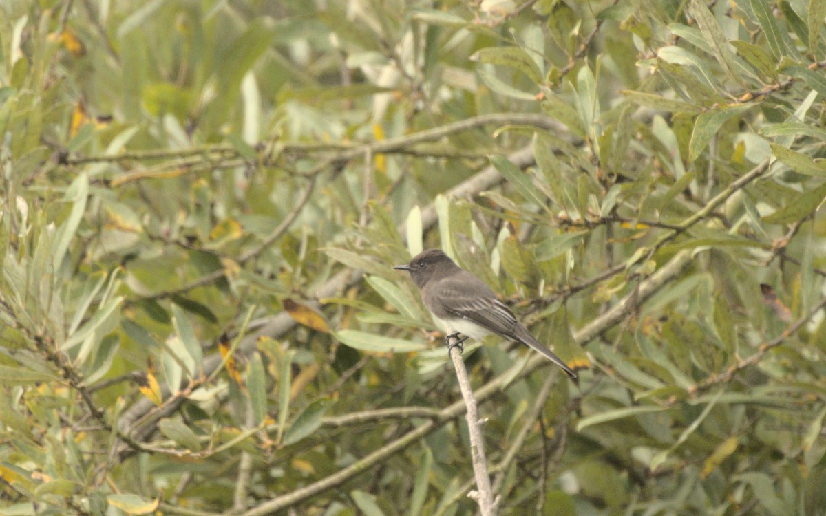 Black Phoebe - ML610381423