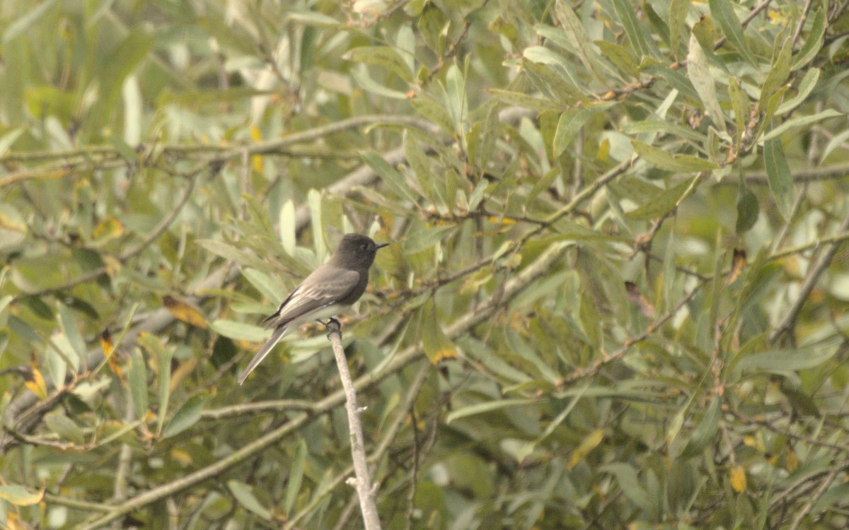 Black Phoebe - ML610381424