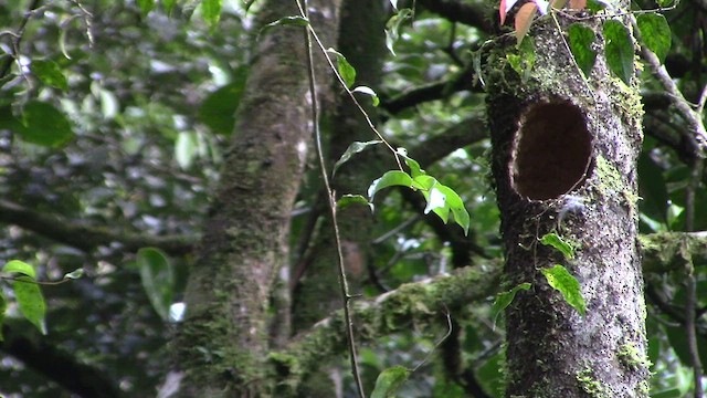 Trogón de Borneo - ML610381430