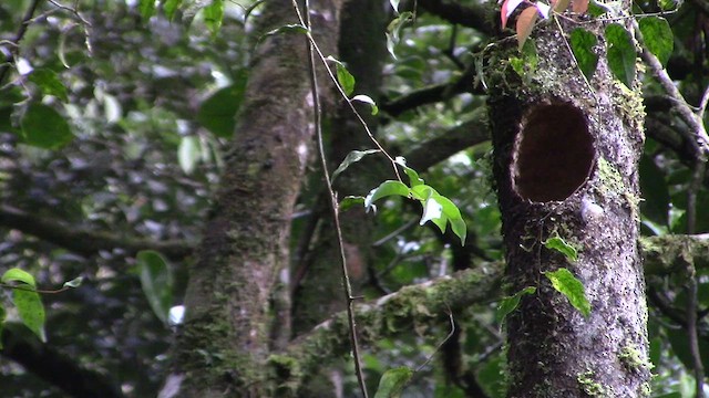 Graubrusttrogon - ML610381432