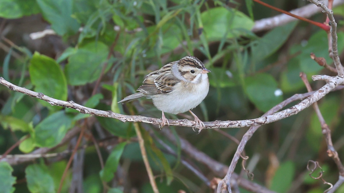 Clay-colored Sparrow - ML610381466