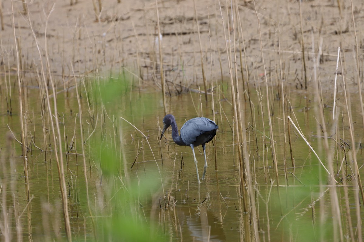 Little Blue Heron - ML610381498