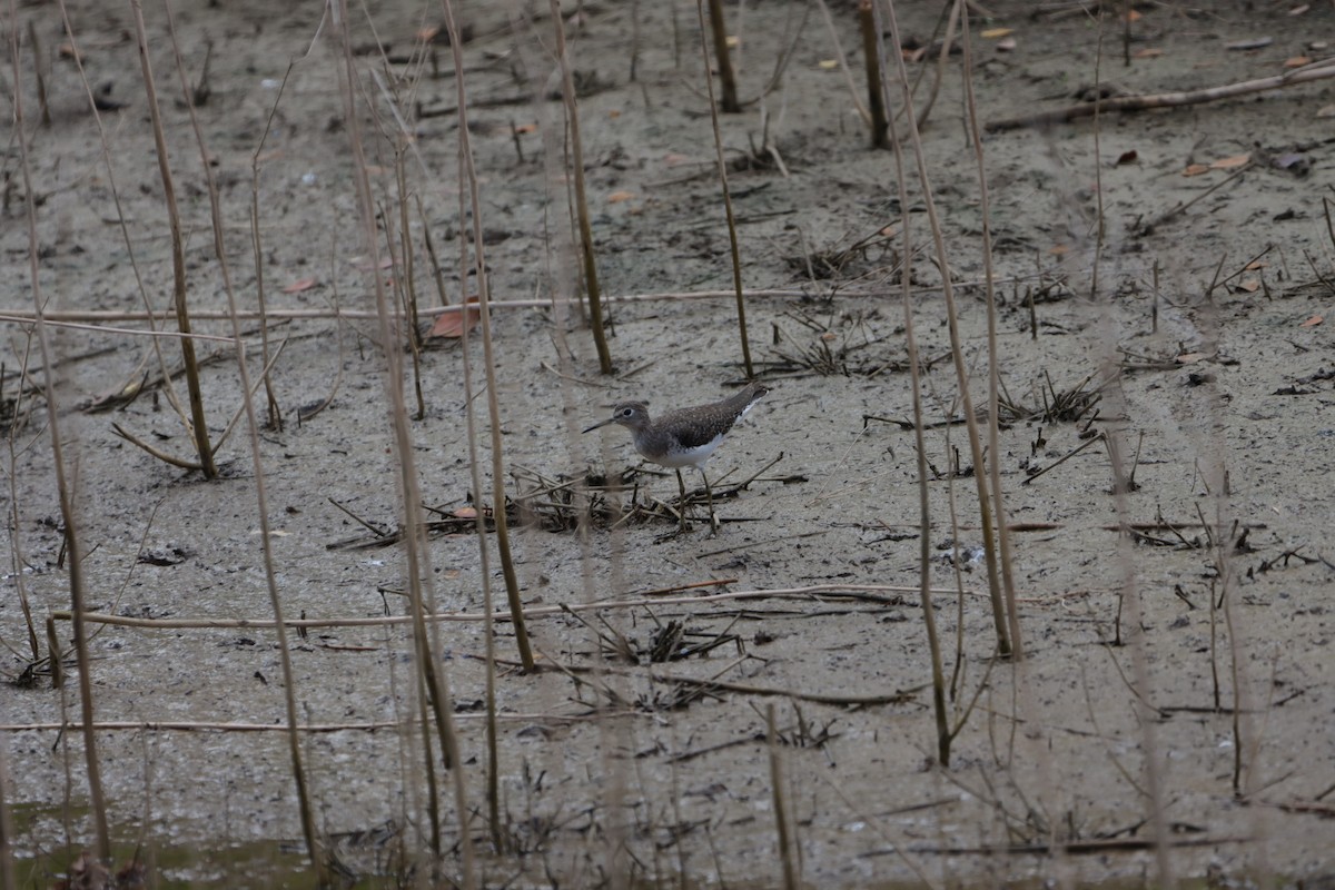 Solitary Sandpiper - ML610381521