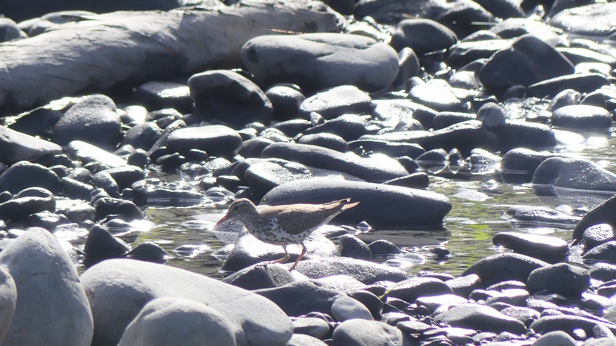 Spotted Sandpiper - ML610381523