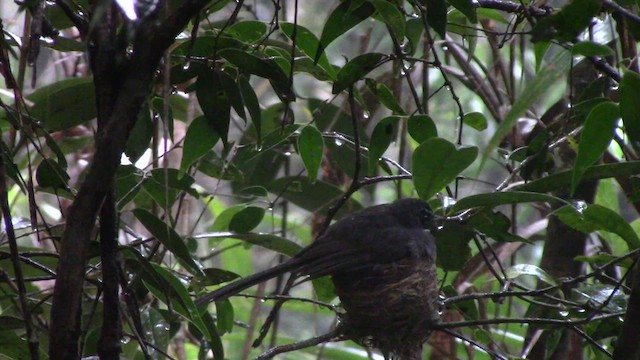 White-throated Fantail - ML610381815