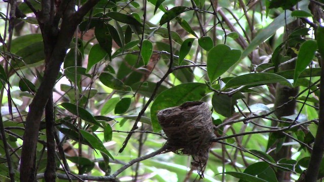 White-throated Fantail - ML610381822