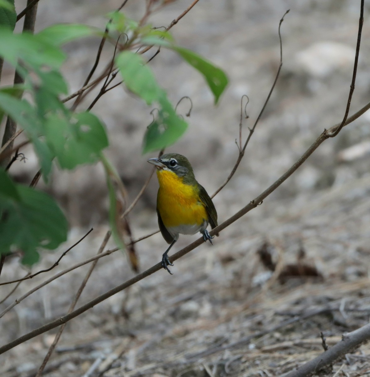 Yellow-breasted Chat - ML610381858