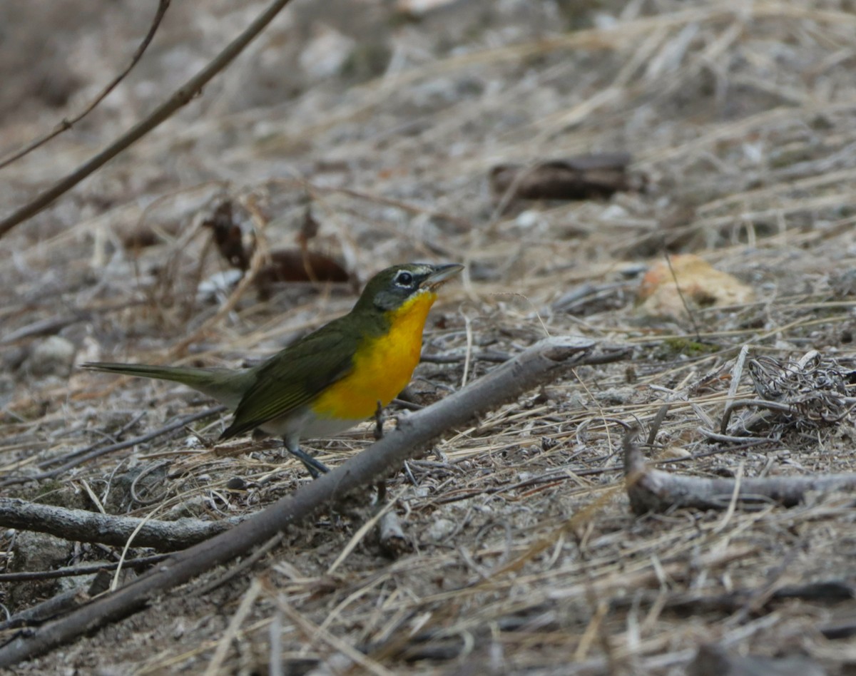 Yellow-breasted Chat - ML610381859