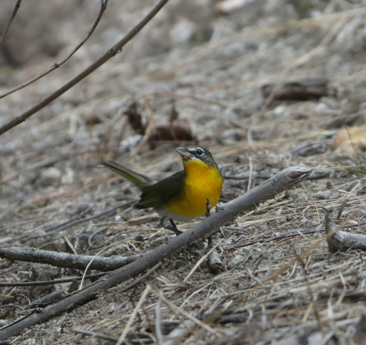 Yellow-breasted Chat - ML610381860
