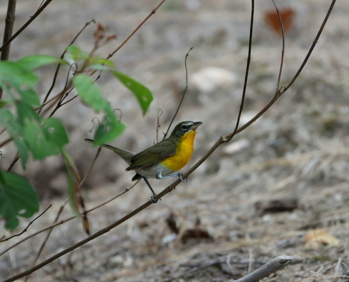 Yellow-breasted Chat - ML610381861