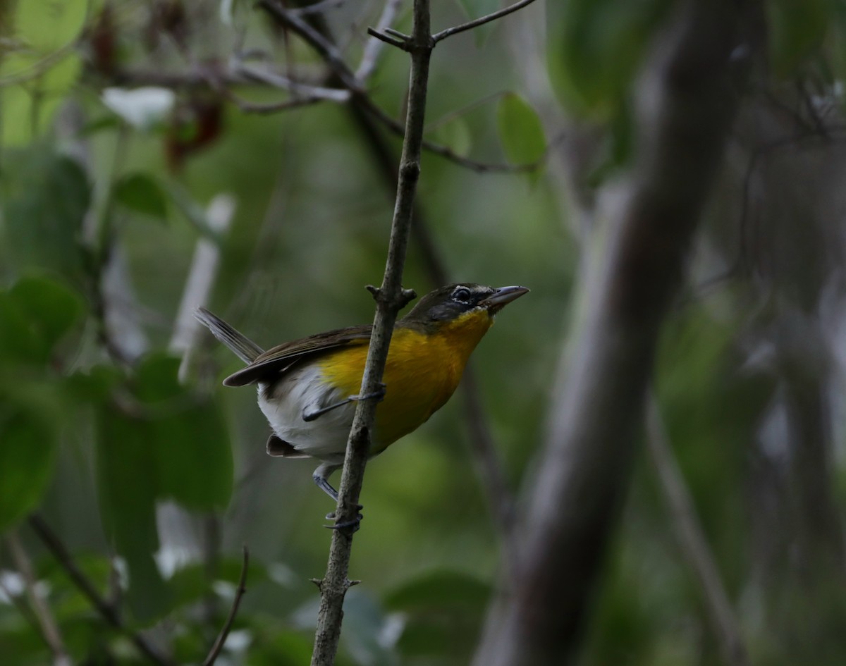 Yellow-breasted Chat - ML610381863