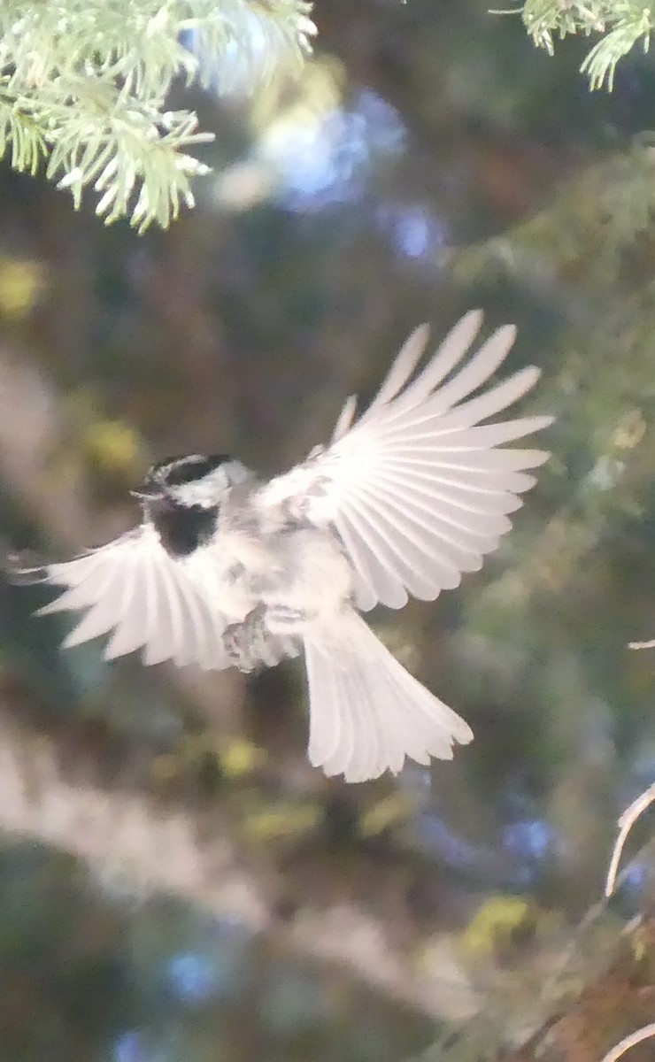 Mountain Chickadee - Ann Kovich