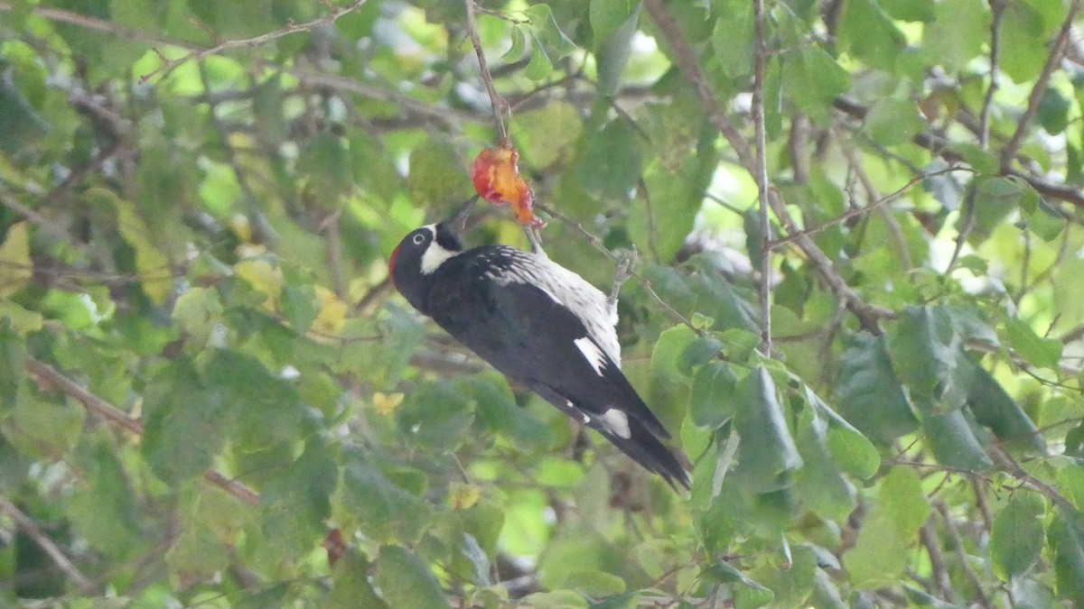 Acorn Woodpecker - ML610381905