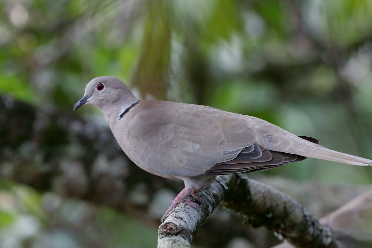 Eurasian Collared-Dove - ML610382001