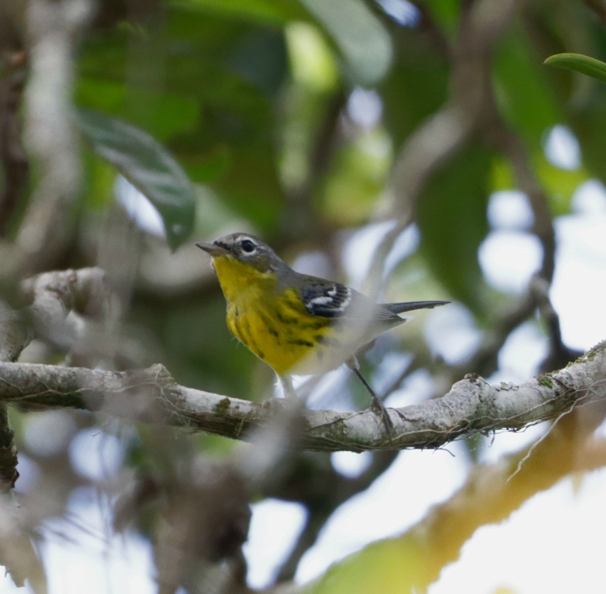 Magnolia Warbler - ML610382016