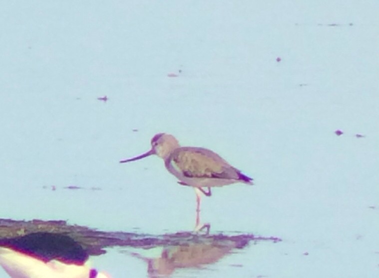 Terek Sandpiper - ML610382111