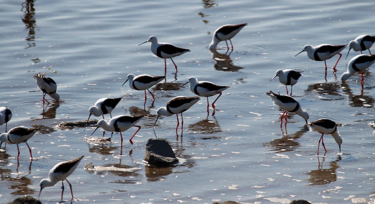 Banded Stilt - ML610382113