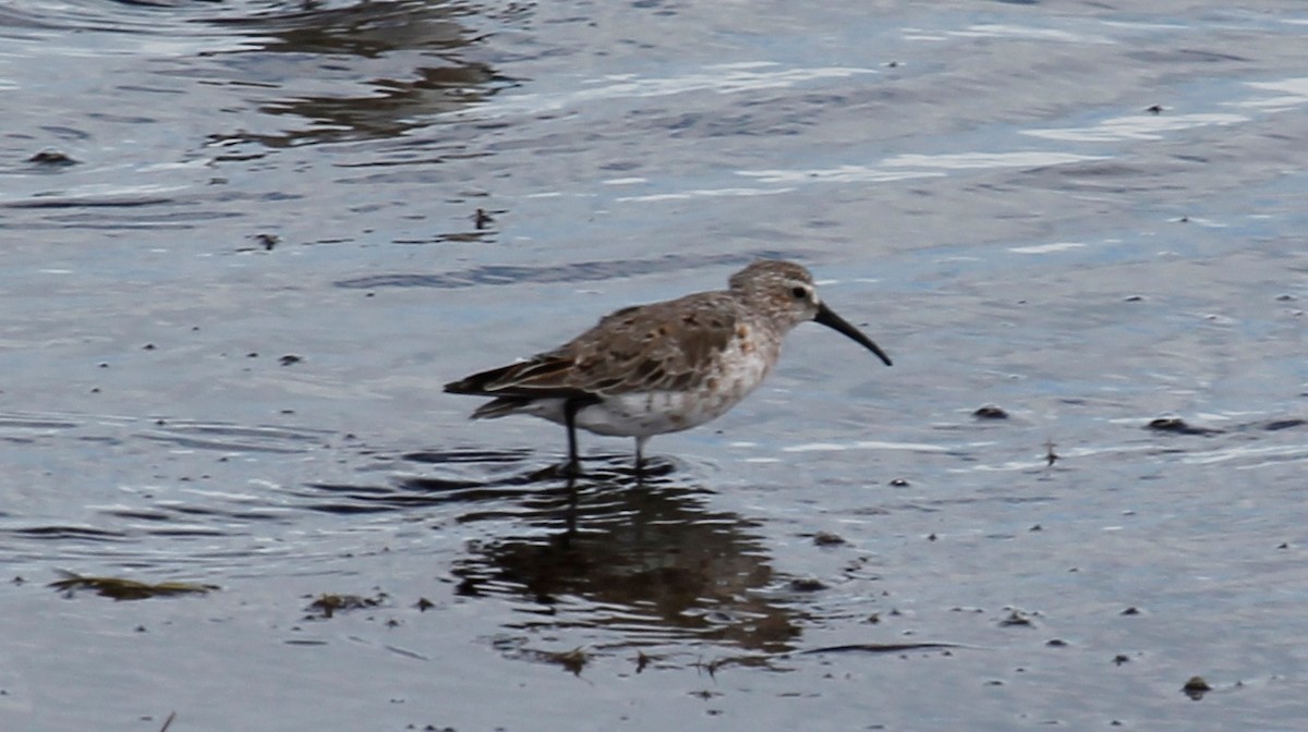 Curlew Sandpiper - ML610382117