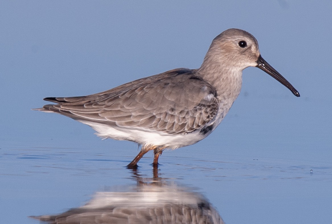 Dunlin - ML610382133