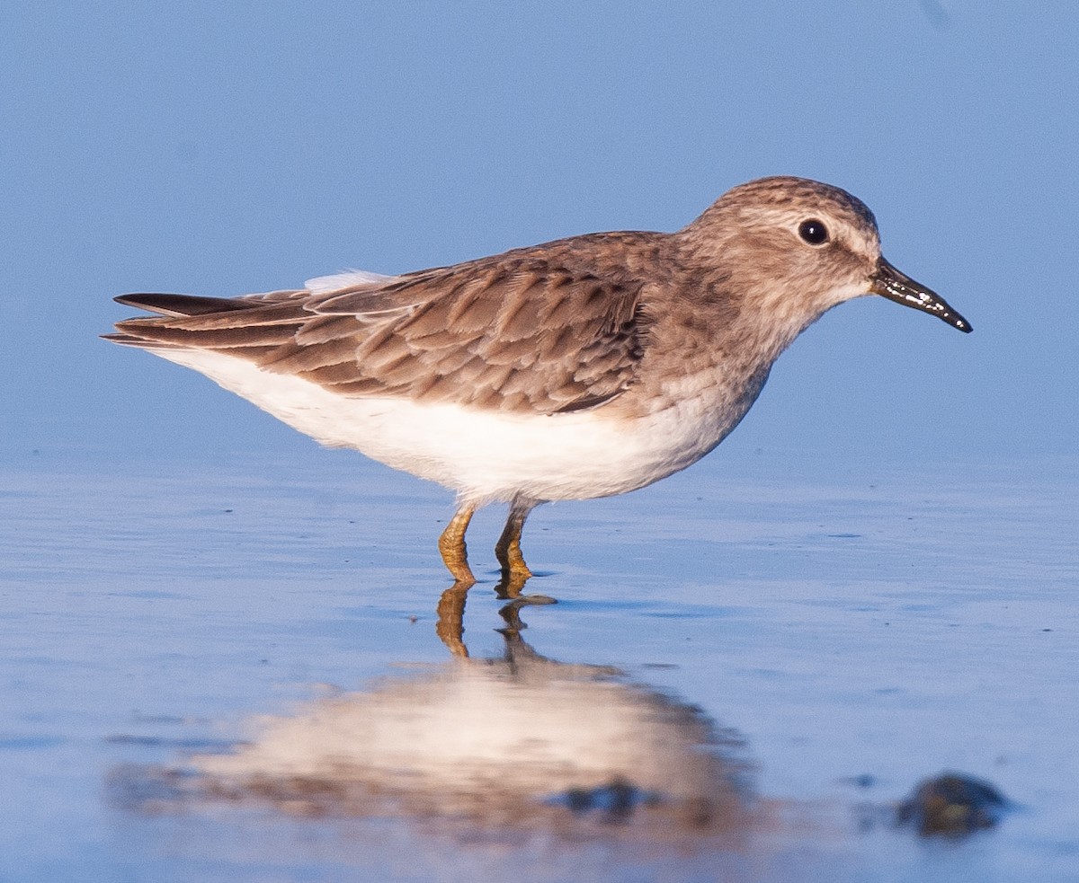 Least Sandpiper - ML610382138