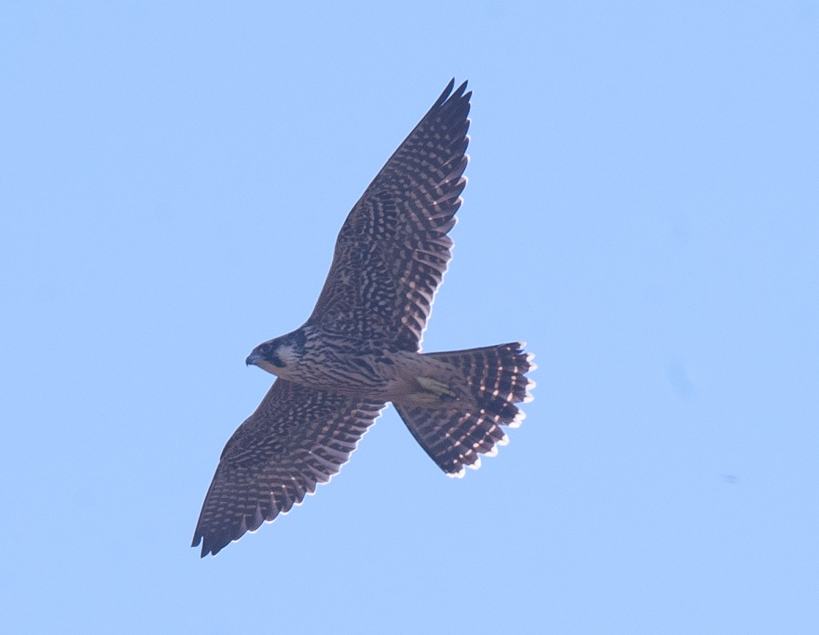 Peregrine Falcon - Wayne Fidler