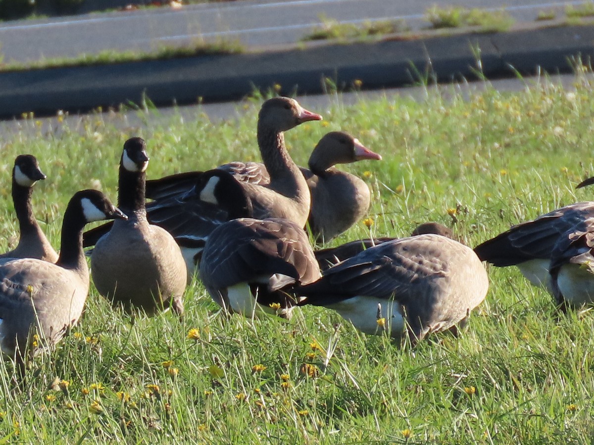 Greater White-fronted Goose - ML610382221