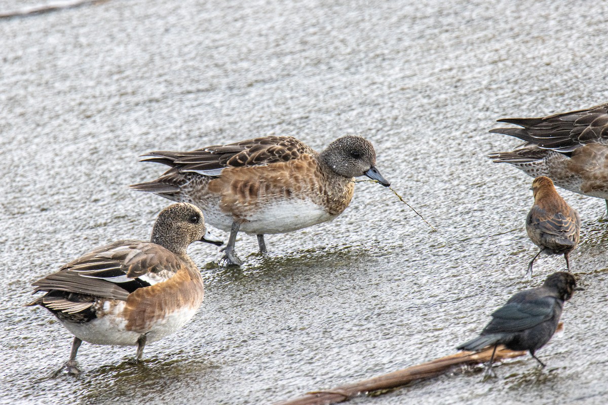 American Wigeon - ML610382223