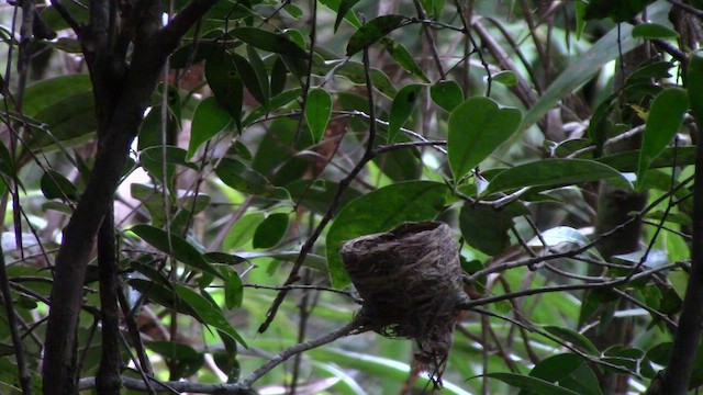 White-throated Fantail - ML610382228