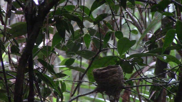 White-throated Fantail - ML610382229