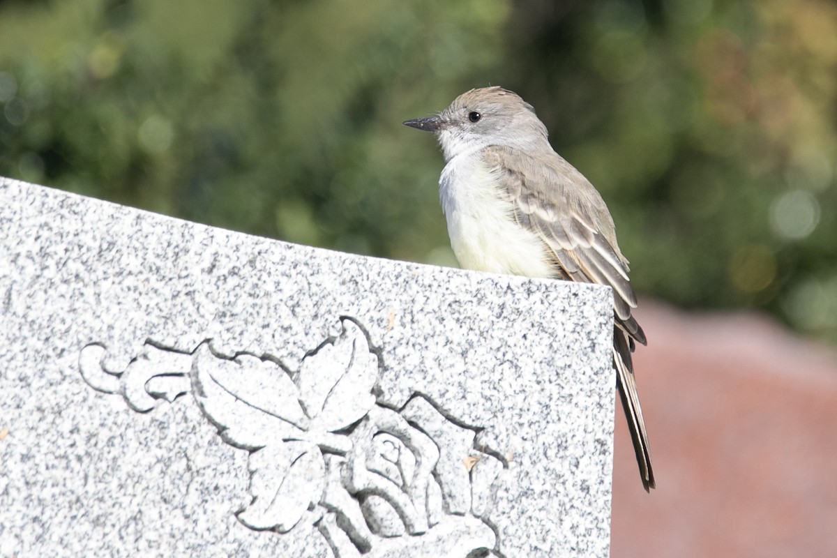 Ash-throated Flycatcher - ML610382294