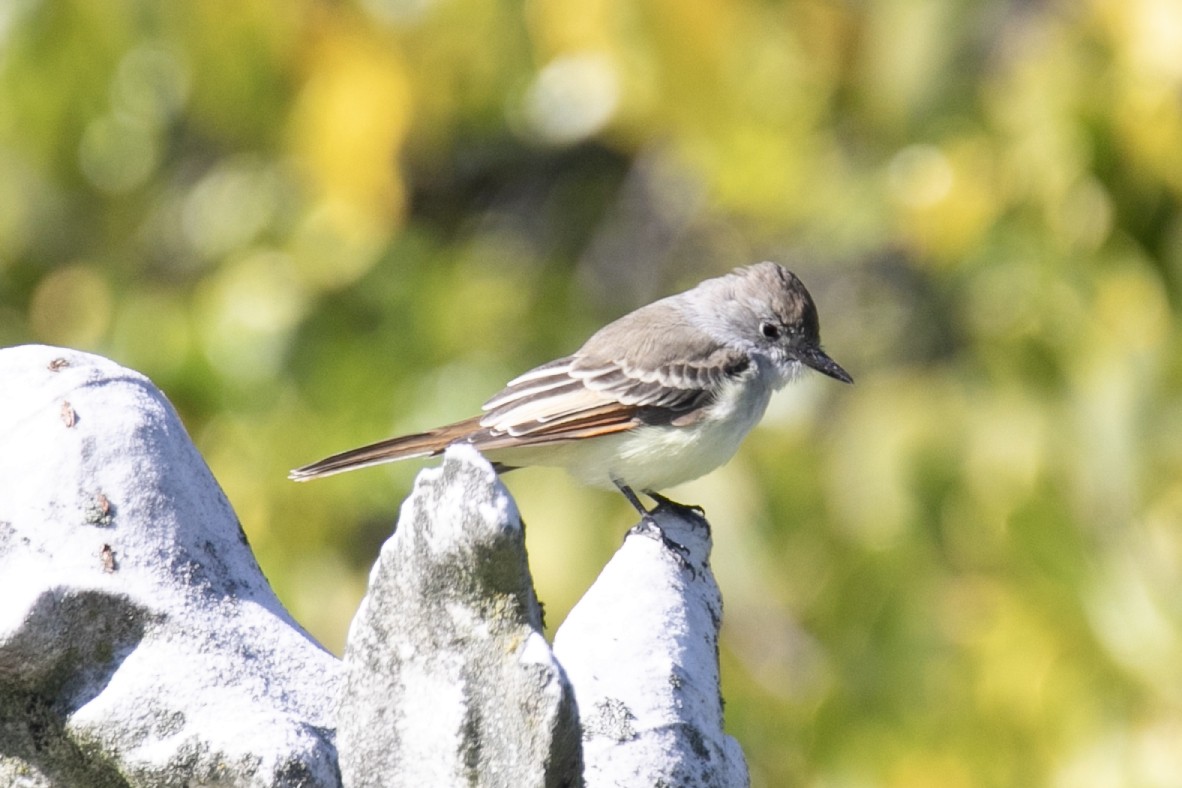 Ash-throated Flycatcher - ML610382295