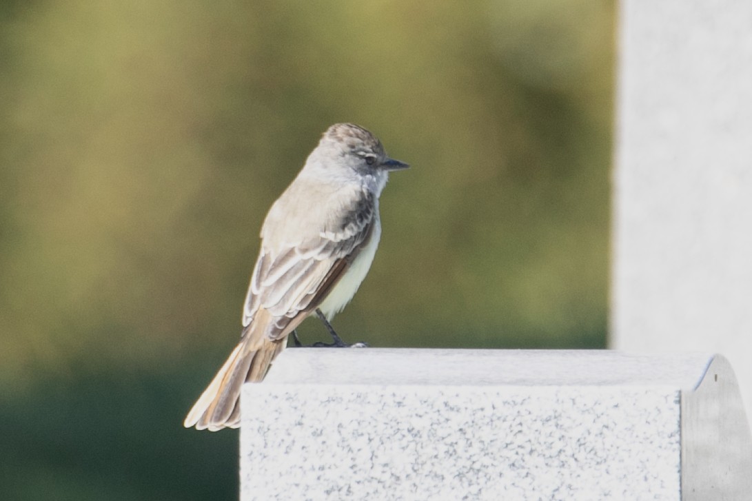 Ash-throated Flycatcher - ML610382297