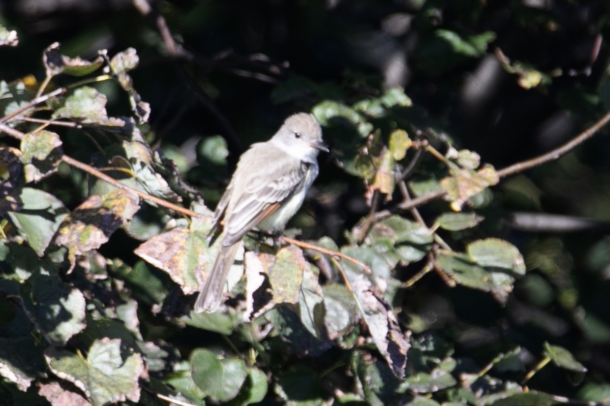 Ash-throated Flycatcher - ML610382304