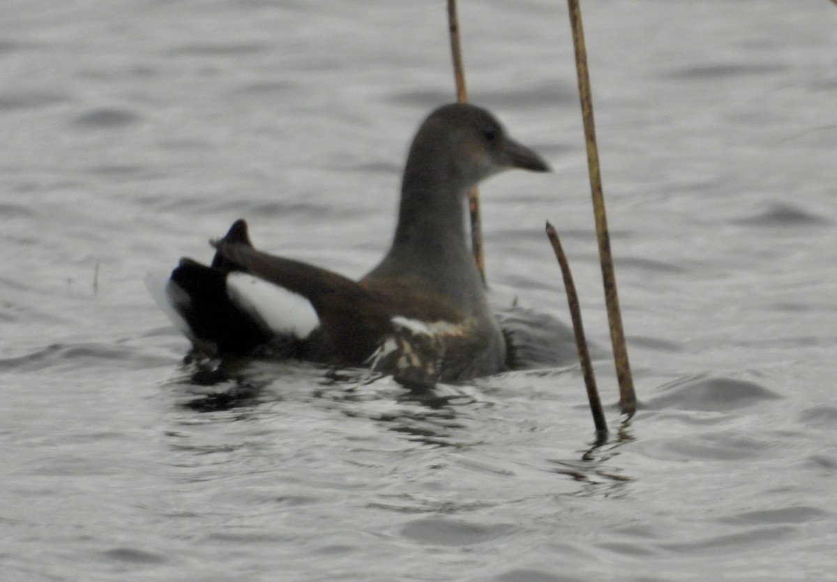 Common Gallinule - ML610382372