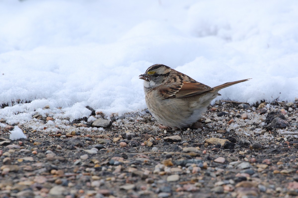 White-throated Sparrow - ML610382373