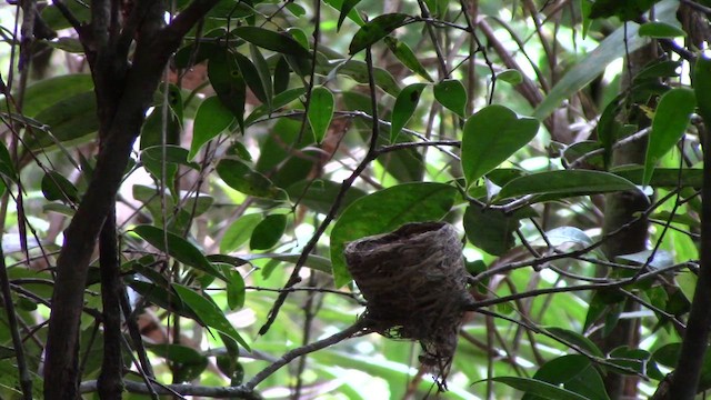 White-throated Fantail - ML610382487