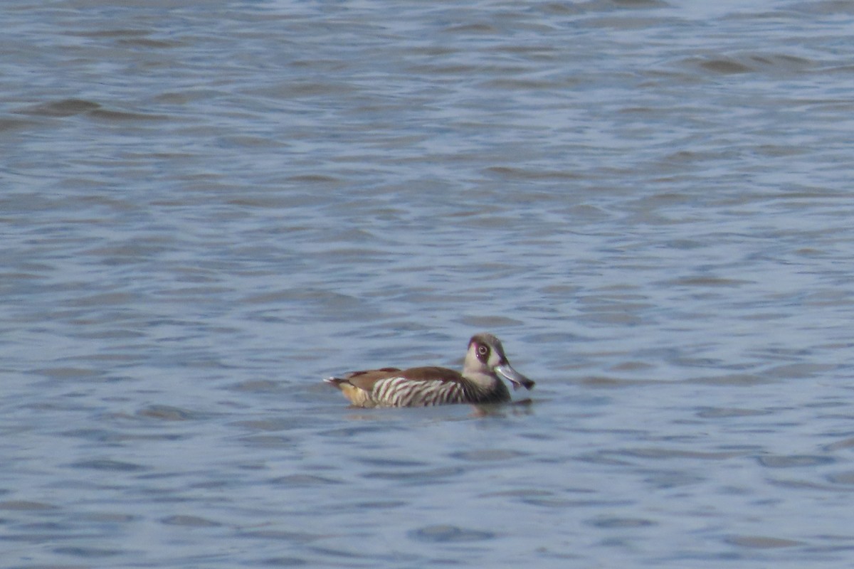 Pato Pachón - ML610382556