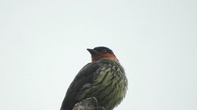 Chestnut-crested Cotinga - ML610382563