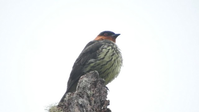 Cotinga à tête rousse - ML610382564